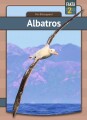 Albatros - 