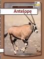 Antelope - 
