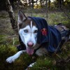 Hurtigtørrende Håndklæde Til Hund - B B - 70X120 Cm