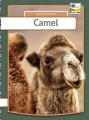 Camel - 