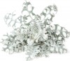 Click And Grow - Smart Garden Refill 3-Pack Dusty Miller
