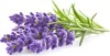 Click And Grow - Smart Garden Refill 3-Pack - Lavender Sgr30X3