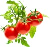 Click And Grow - Smart Garden Refill 3-Pack - Mini Tomato Sgr5X3