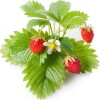 Click And Grow - Smart Garden Refill 3-Pack - Wild Strawberry Sgr24X3