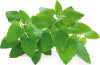 Click And Grow - Smart Garden Refill 3-Pak - Catnip