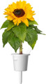 Click And Grow - Smart Garden Refill 3-Pak - Mini Solsikke 100 Pollenfri Og