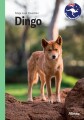 Dingo Grøn Fagklub