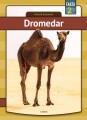 Dromedar - 