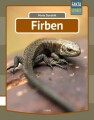 Firben - 