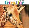 Giraffer