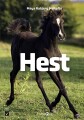 Hest - 