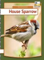 House Sparrow - 