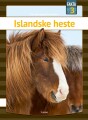 Islandske Heste - 
