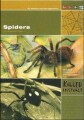 Killer Instinct - Spiders