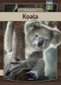 Koala - 