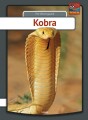 Kobra - 