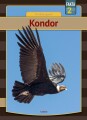 Kondor - 