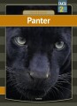Panter - 