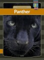 Panther - 
