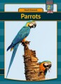 Parrots - 