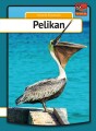 Pelikan - 