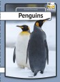 Penguins - 