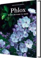 Phlox - 