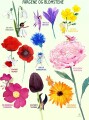 Plakat - Farverne Og Blomsterne - Str 50X70 Cm - No - 1 Stk
