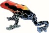 Poison Dart Frog Amazonica 6 1X3X6 5Cm - 68521 - Bullyland