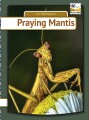 Praying Mantis - 