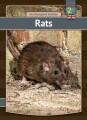Rats - 