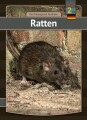 Ratten - 