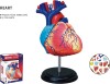 Robetoy - Human Anatomy - Heart 10 Cm 26052