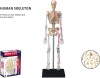 Robetoy - Human Anatomy - Skeleton 19 Cm 26059