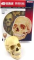 Robetoy - Human Anatomy - Skull 16 Cm 26060