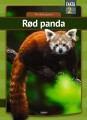 Rød Panda - 