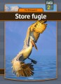 Store Fugle - 