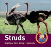 Struds - Fagfilur - 