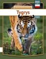Tiger - Polsk