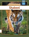 Tiger - Somali