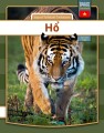 Tiger - Vietnamesisk