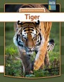 Tiger - 