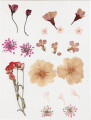Tørrede Blomster Og Blade - Lys Rosa