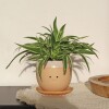 Winkee - Crying Plant Pot - Urtepotteskjuler