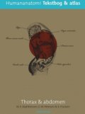 human anatomi thorax & abdomen - bog