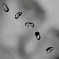Peter Gabriel - Up