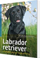 labrador retriever - bog