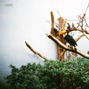 jacob bellens - polyester skin - cd