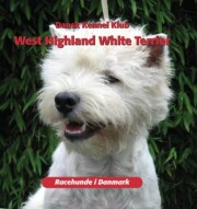 west highland white terrier - bog