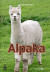 Alpaka - Bog